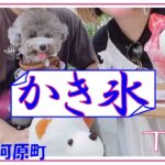 【犬と行けるカフェ】京都にふわふわくまちゃんかき氷を食べに愛犬トルテと行ってみた🍧【インスタ映え】（トイプードルのTorte channel)