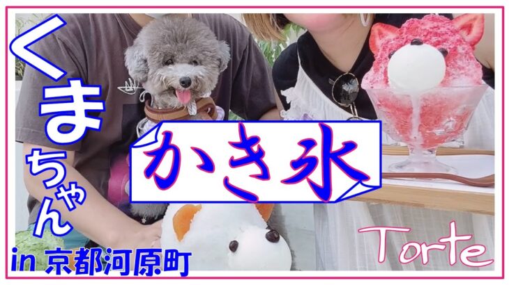 【犬と行けるカフェ】京都にふわふわくまちゃんかき氷を食べに愛犬トルテと行ってみた🍧【インスタ映え】（トイプードルのTorte channel)