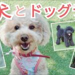 【ペット同伴可】【店内】愛犬とオシャレなドッグラン＆カフェを満喫！【横須賀】【ドッグカフェ #3】