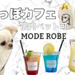 【カフェ】ペット可。韓国風カフェMODE ROBEへ行きました！大阪ドッグカフェ