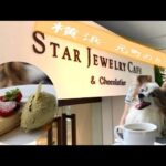 【パピヨン】横浜元町STAR JEWELRY CAFE｜犬と一緒に近場でランチ｜スタージュエリーってカフェもあるんです‼️