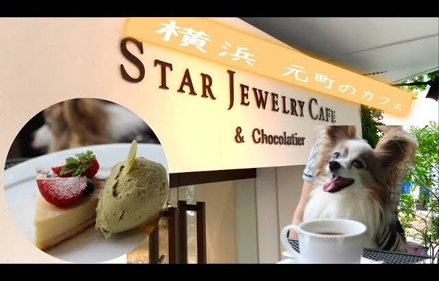 【パピヨン】横浜元町STAR JEWELRY CAFE｜犬と一緒に近場でランチ｜スタージュエリーってカフェもあるんです‼️