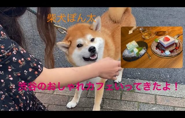 柴犬ぽん太、お友達と渋谷のカフェに行ってきたよ🐕