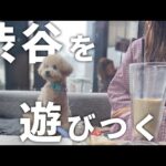 【vlog】渋谷でワンちゃんOKなドッグカフェ巡り【トイプードル】