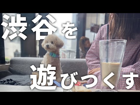 【vlog】渋谷でワンちゃんOKなドッグカフェ巡り【トイプードル】
