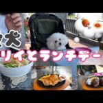 【神戸】愛犬と行ける！おしゃれなカフェランチ