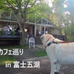 犬連れカフェ巡りin富士五湖【ラブラドールレトリバーの南アルプス滞在記②】ナルーのキャンプの過ごし方