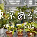 【白山】小石川植物園は東京のオアシス｜白山グルメ・カフェ巡り