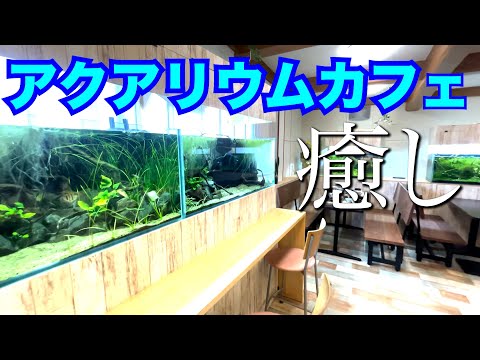 【アクアリウムカフェ】癒しの喫茶店に行ってきた！！ 西尾カフェ japanese nagoya food gourmet