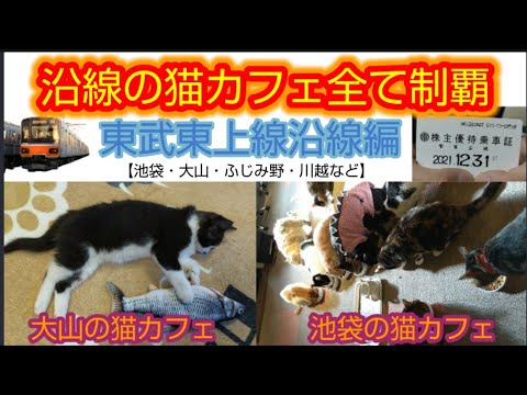 【沿線の猫カフェ巡り】東武東上線エリアの猫カフェをほぼ全て訪れてみた 【池袋 大山 川越市など】