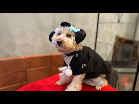 【vlogカフェ巡り堺】フルベジカフェバルーンーわんちゃん忘年会ー