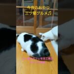 今夜のおやつは三ツ星グルメ♫　#おやつ　#三ツ星グルメ　#保護猫カフェ　#猫　#キャット　#Shorts