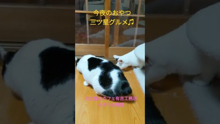 今夜のおやつは三ツ星グルメ♫　#おやつ　#三ツ星グルメ　#保護猫カフェ　#猫　#キャット　#Shorts