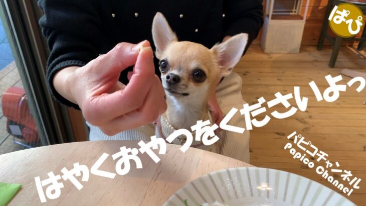 【Vlog】カフェでもらった犬用クッキーをおいしそうに食べる、ちっちゃなスムースチワワのパピコさん。