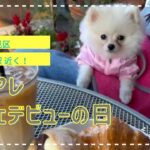 ティアレ、カフェデビュー致しました！【大阪市鶴見区】【ペット可】【ポメラニアン】【子犬】【カフェ】