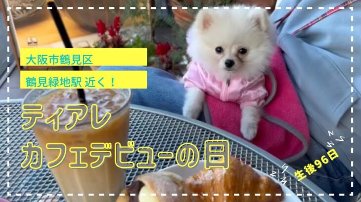 ティアレ、カフェデビュー致しました！【大阪市鶴見区】【ペット可】【ポメラニアン】【子犬】【カフェ】