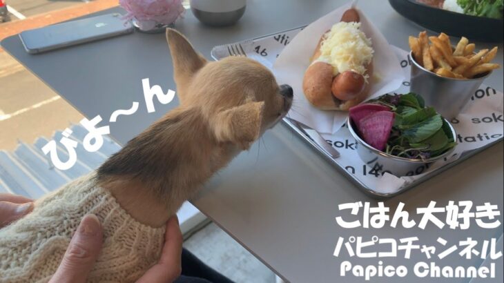 ペット可のカフェでテンション上げまくる、ちっちゃなスムースチワワのパピコさん。