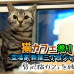 【猫カフェ巡り#3】 空陸家 新宿三丁目ジャングル店