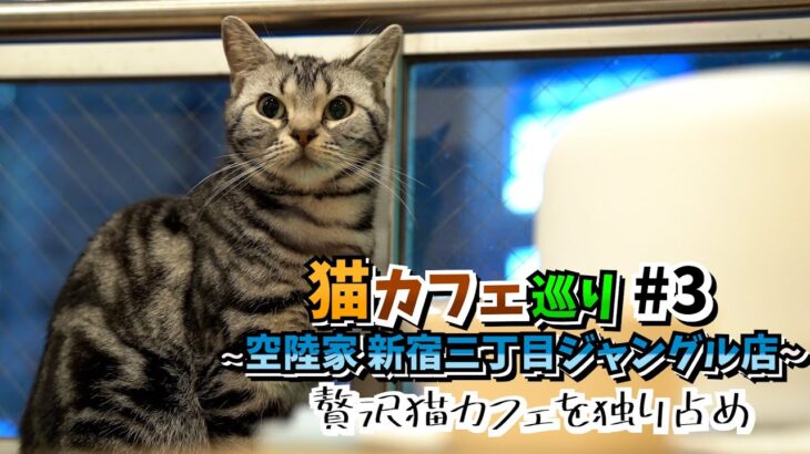 【猫カフェ巡り#3】 空陸家 新宿三丁目ジャングル店