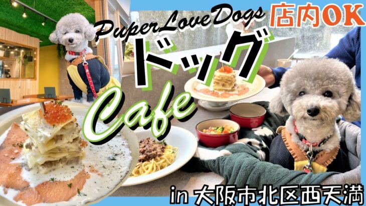 【犬と行けるカフェ】店内犬OK！わんこメニューあり🐶💓愛犬トルテも大興奮🎶【スーパーラブドッグス】in大阪市北区西天満（トイプードルのTorte channel)