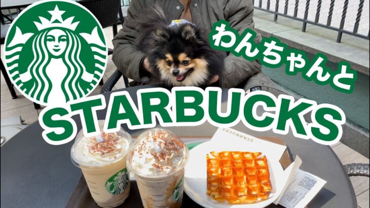 【スタバ】愛犬とカフェで最新ドリンク！！まったりしたいわんちゃん【カフェタイム】