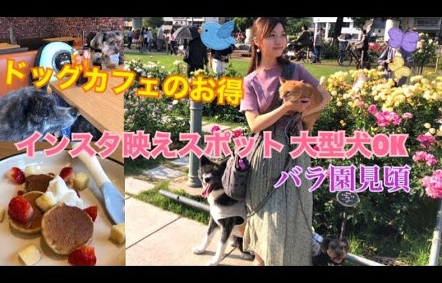 【インスタ映えスポット、大型犬OK】大阪中之島バラ園🌺見頃❣️ ドッグカフェ　スーパーラブドッグス🐶🐱TikTok フォローしたら、全員ワンドリンクがもらえる【秋田犬、日本猫、ヨークシャテリア】