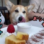 ランチに行きそこでカフェマットなるおシャレなものを初めて知った飼い主とコーギー犬バロン #corgi #コーギー #いぬ