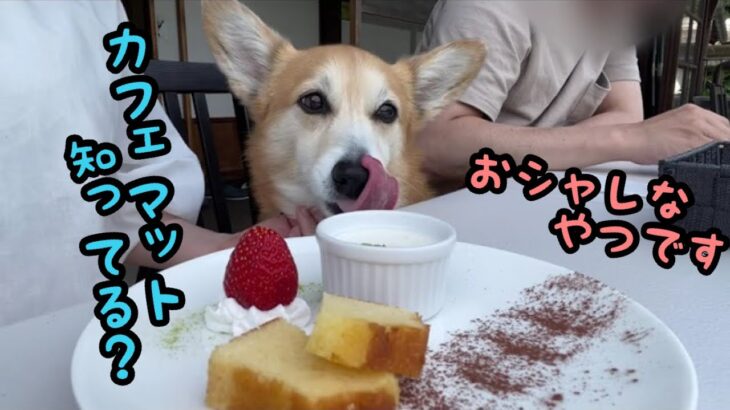 ランチに行きそこでカフェマットなるおシャレなものを初めて知った飼い主とコーギー犬バロン #corgi #コーギー #いぬ