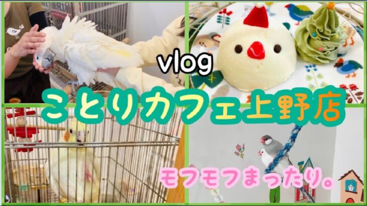 【カフェvlog】ことりカフェ上野店でかわいい小鳥達に癒されてきました。（愛鳥週間2022②）