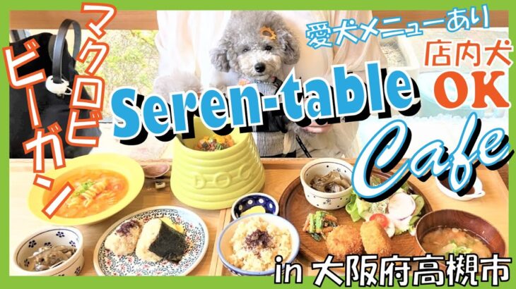 【犬と行けるカフェ】店内犬OK！マクロビ・ビーガンカフェ🐶🍰鹿生肉を食らう愛犬トルテ！ワンコメニューあり！【セレンテーブル】in大阪府高槻市（トイプードルのTorte channel)