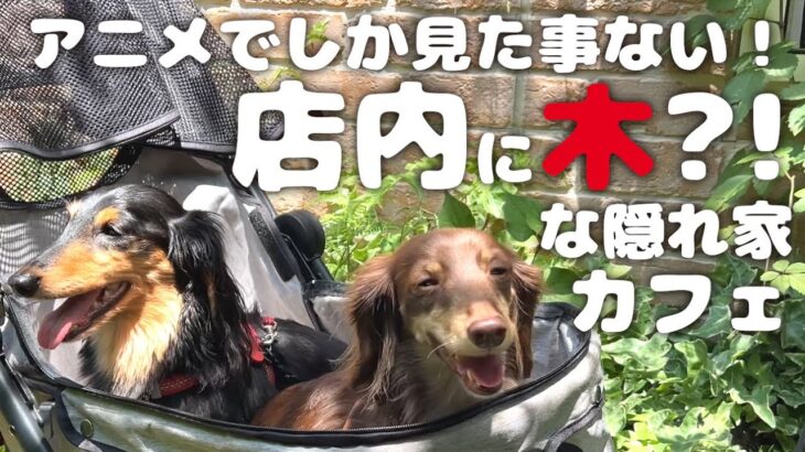 【犬とカフェ】カフェ こもれび まるでジブリな隠れ家カフェでランチ🐶🐶🍴東京都日野市南平【ミニチュアダックスフンド】ペットショップの売れ残りと元保護犬とお出かけ