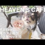 【愛犬とお出かけ】大阪の十三駅すぐ！カフェでまったり♡