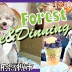 【犬と行けるカフェ】店内13時半～犬OK！オシャレすぎるカフェで愛犬トルテとフルーツパフェ🐶🍑【Forest cafe&dinning】in大阪高槻（トイプードルのTorte channel)