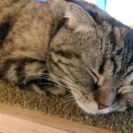 猫の寝顔まとめ Cat’s sleeping face summary【猫カフェ巡り Touring a cat cafe】