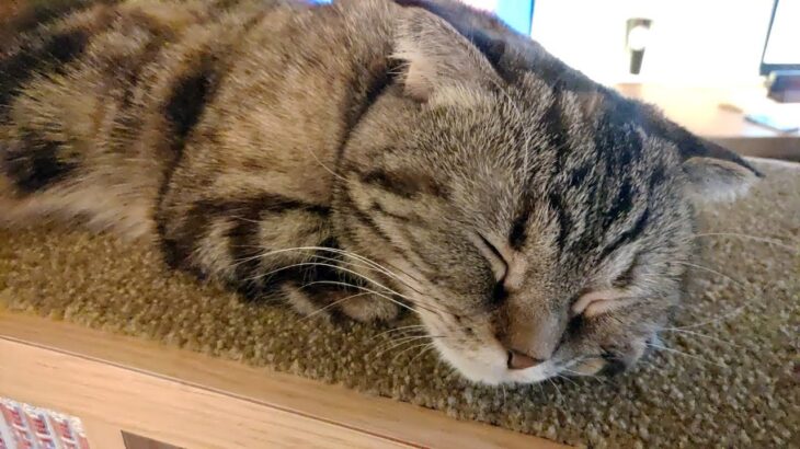 猫の寝顔まとめ Cat’s sleeping face summary【猫カフェ巡り Touring a cat cafe】