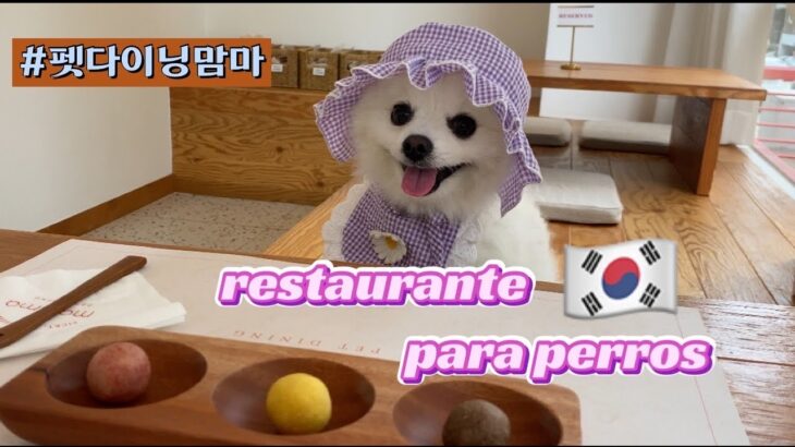 [ES/JP]🇰🇷vlog/레스토랑  맘마 /mamma/コース料理/ペット可レストラン/restaurante de perros/ソウルカフェ