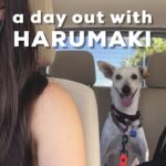 【沖縄で犬とお出かけ〜ペット可カフェに行こう〜】ハルマキを連れてペットボックスとハルシオンに行ったよ！