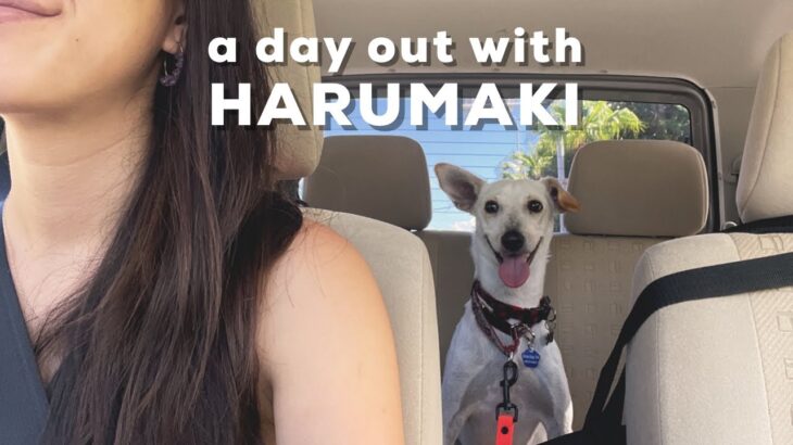 【沖縄で犬とお出かけ〜ペット可カフェに行こう〜】ハルマキを連れてペットボックスとハルシオンに行ったよ！