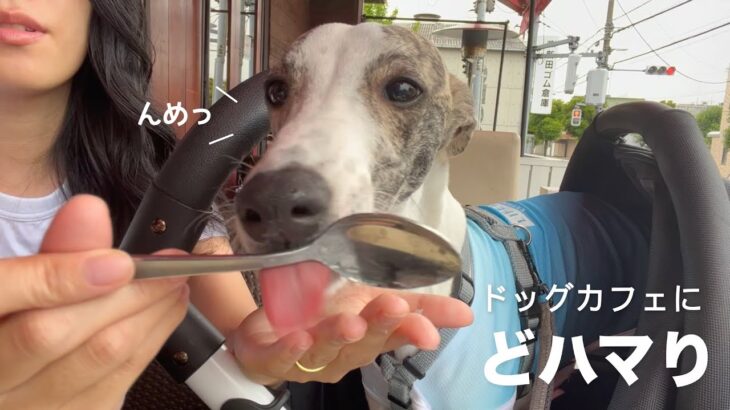 【ウィペット】ドッグカフェで飼い主よりもランチを堪能する愛犬