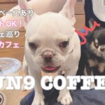 【CAFE】大阪市中央区にある店内ペット可カフェ！看板犬サンちゃんがお出迎えしてくれました♡