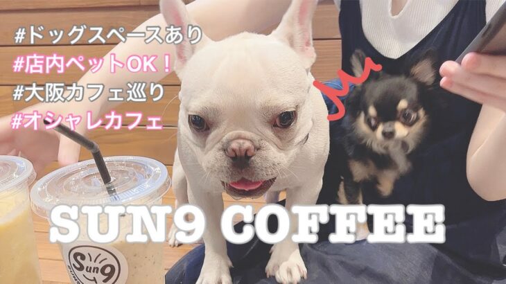 【CAFE】大阪市中央区にある店内ペット可カフェ！看板犬サンちゃんがお出迎えしてくれました♡