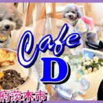 【犬と行けるカフェ】店内犬OK！愛犬トルテと肉ランチしたよ🐶🍖わんこメニューあり💓【cafeD】in大阪府茨木市（トイプードルのTorte channel)
