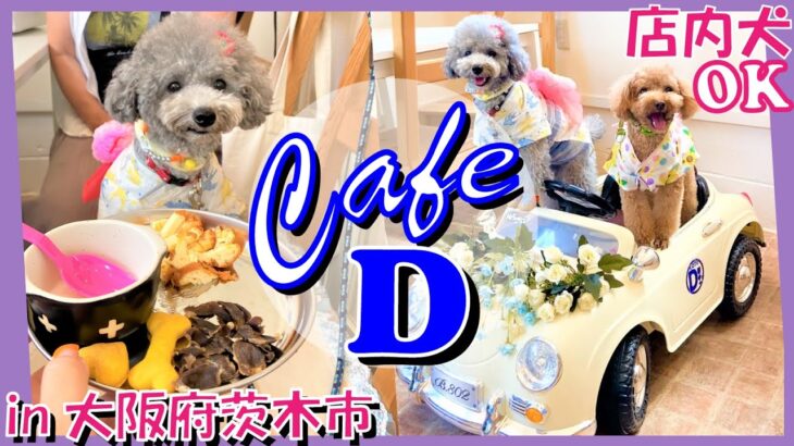 【犬と行けるカフェ】店内犬OK！愛犬トルテと肉ランチしたよ🐶🍖わんこメニューあり💓【cafeD】in大阪府茨木市（トイプードルのTorte channel)