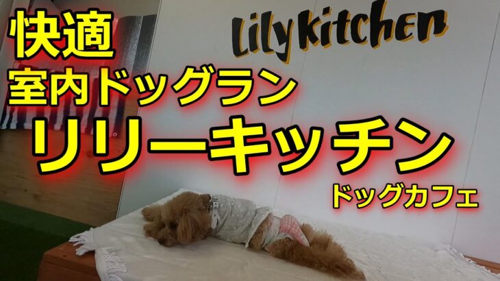 【愛犬とランチ】リリーキッチン　久留米にある室内ドッグランがあるドッグカフェ