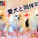 【関西】犬同伴可カフェ&レストラン❣️Dog friendly cafe&restaurant