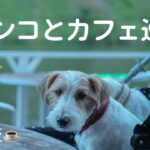 ジャックラッセルテリア花とルッカのカフェ巡り☕️🍕神楽坂散歩🐶
