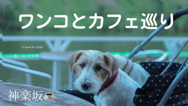 ジャックラッセルテリア花とルッカのカフェ巡り☕️🍕神楽坂散歩🐶