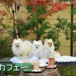 【京都】犬同伴可カフェ&レストラン❣️Dog friendly cafe&restaurant