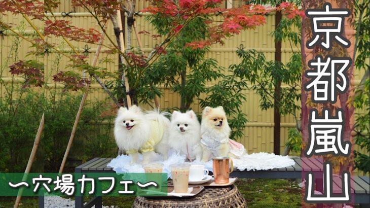 【京都】犬同伴可カフェ&レストラン❣️Dog friendly cafe&restaurant