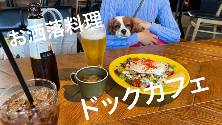 お洒落なドッグカフェでランチ#キャバリア #犬 とあるきなこの休日編